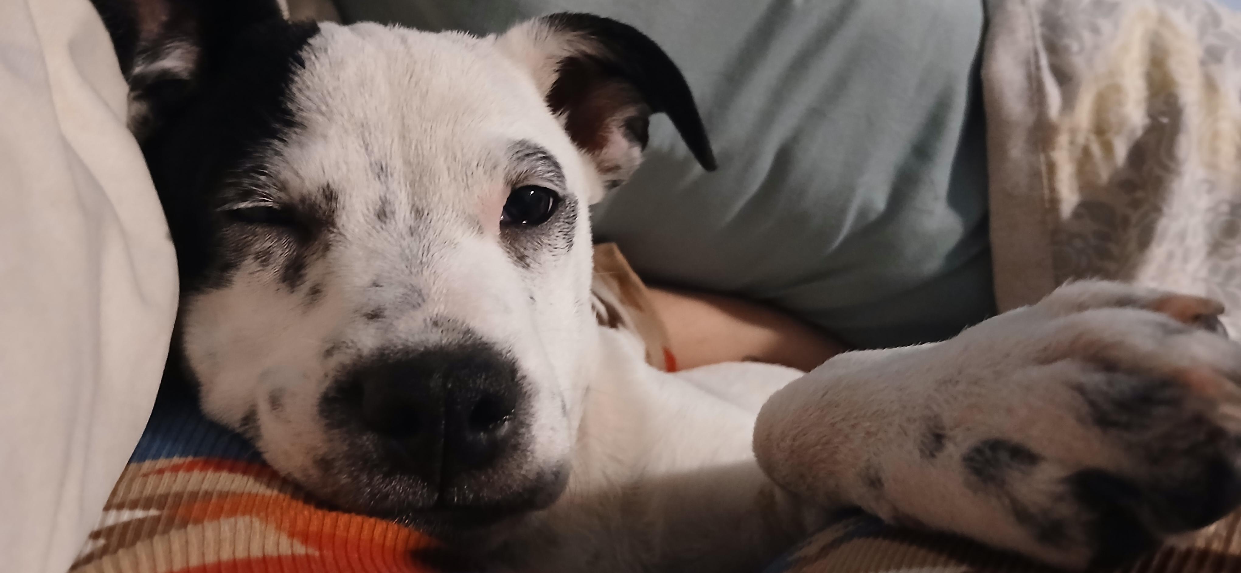 Shakira, an adopted Mixed Breed in Kenosha, WI image 1/4