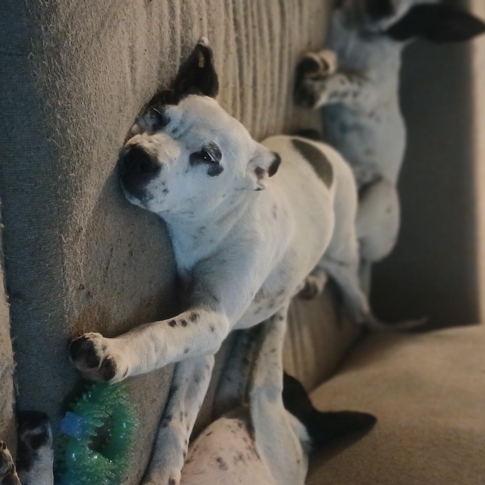 Shakira, an adopted Mixed Breed in Kenosha, WI image 2/4