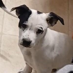 Shakira, an adopted Mixed Breed in Kenosha, WI image 3/4