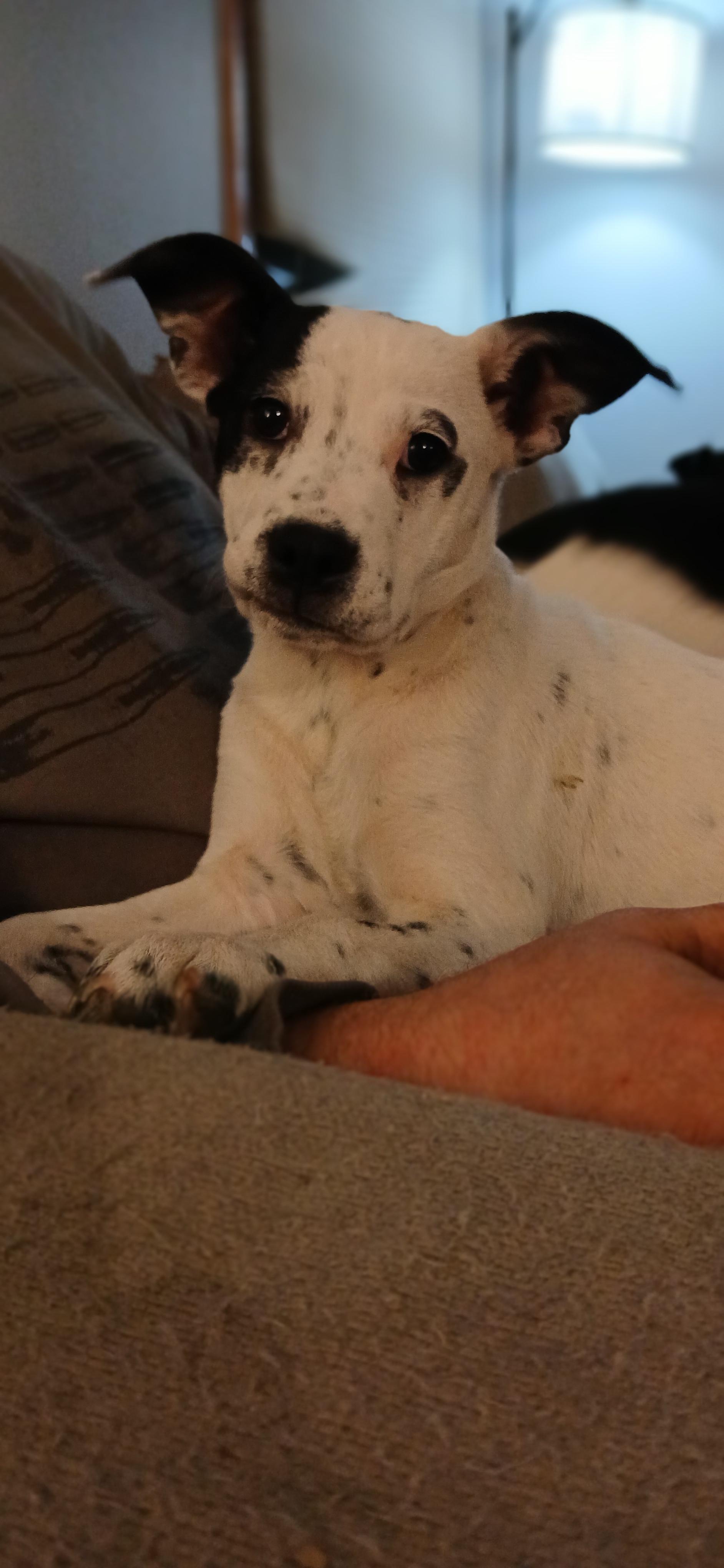 Shakira, an adopted Mixed Breed in Kenosha, WI image 4/4