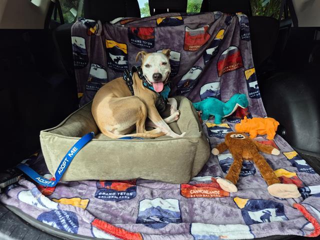 LADY, Adoptable, Adult Female Labrador Retriever & Mixed Breed.