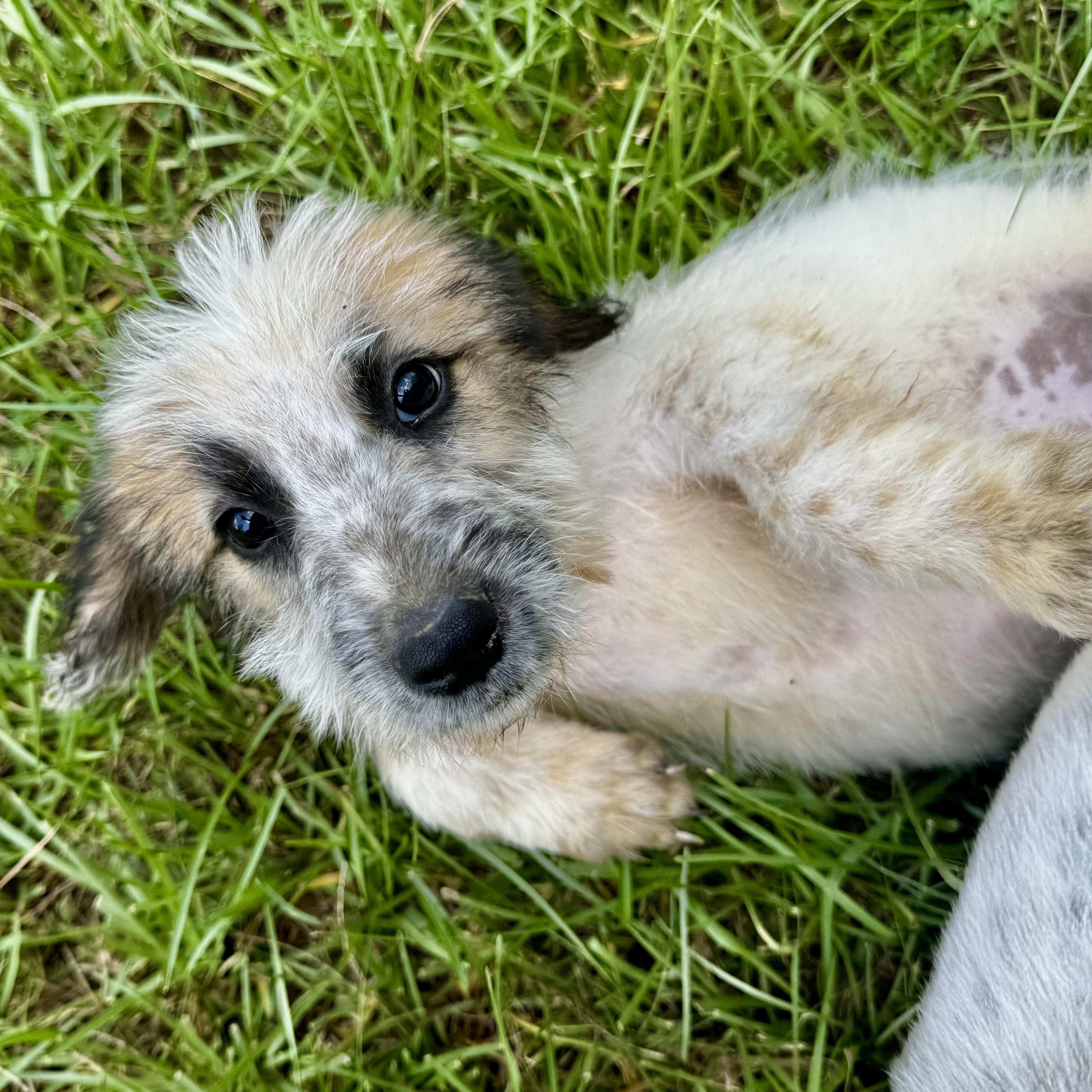 Enlarge Bunny, a Adoptable mixed breed in Charleston, WV image 5/6