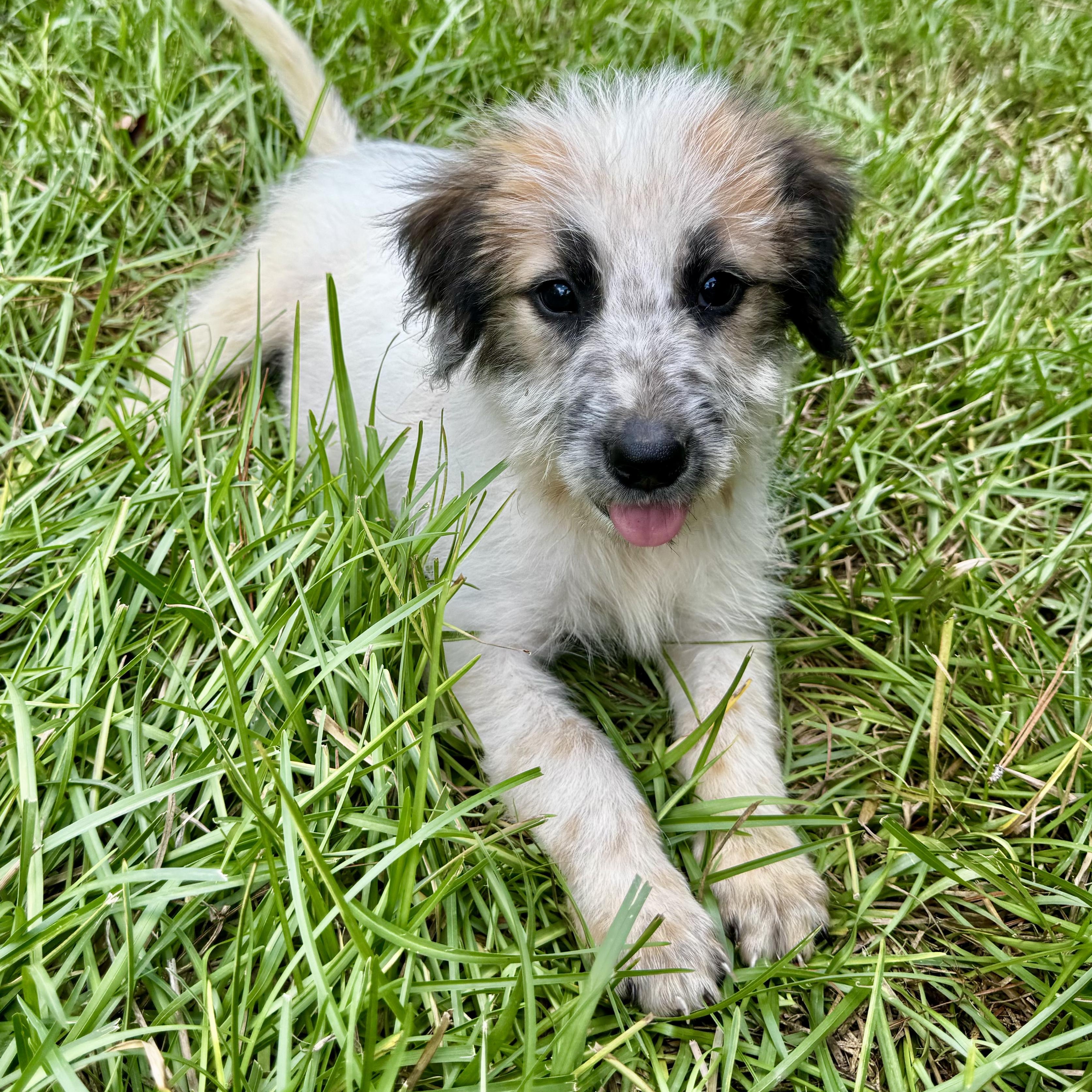 Enlarge Bunny, a Adoptable mixed breed in Charleston, WV image 1/6