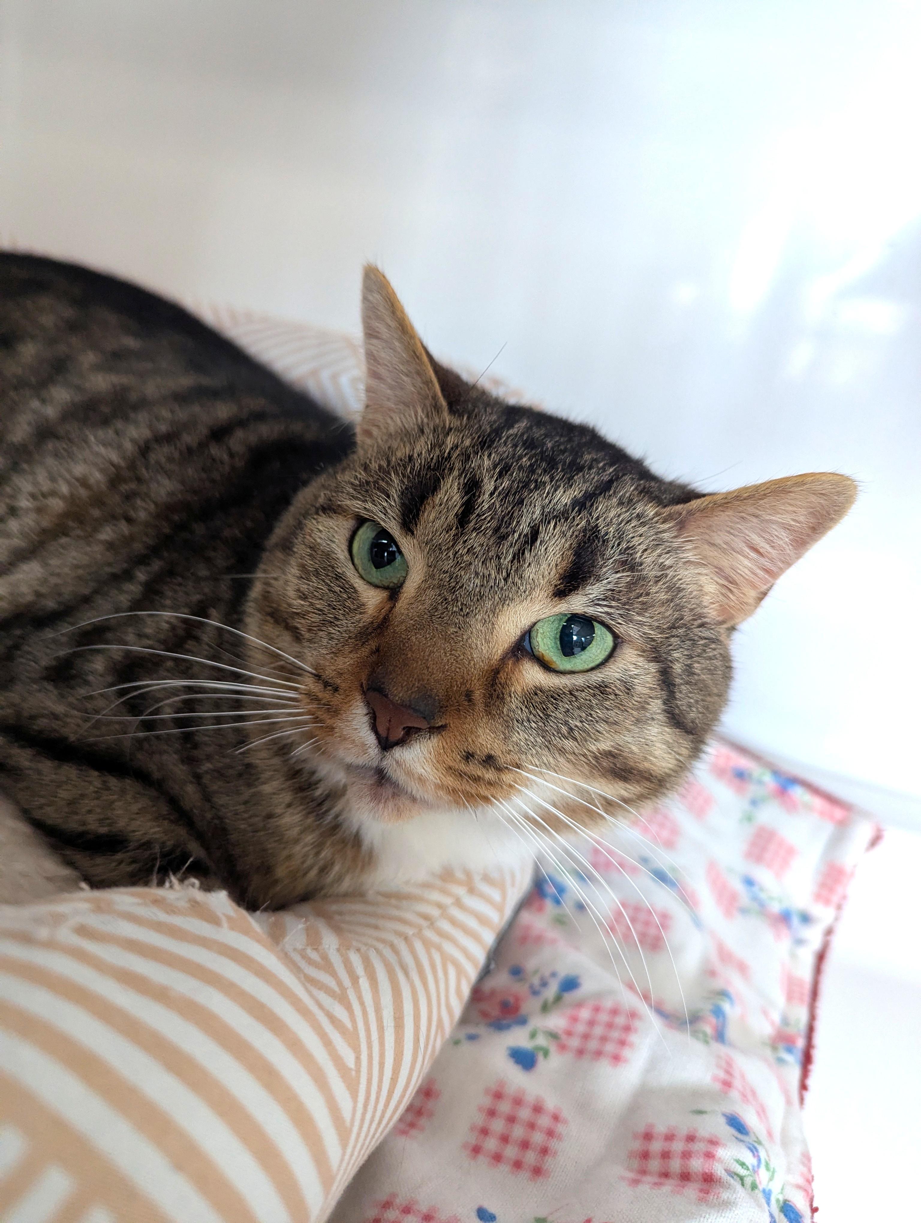 Dexter, Adoptable, Young Male Domestic Short Hair.