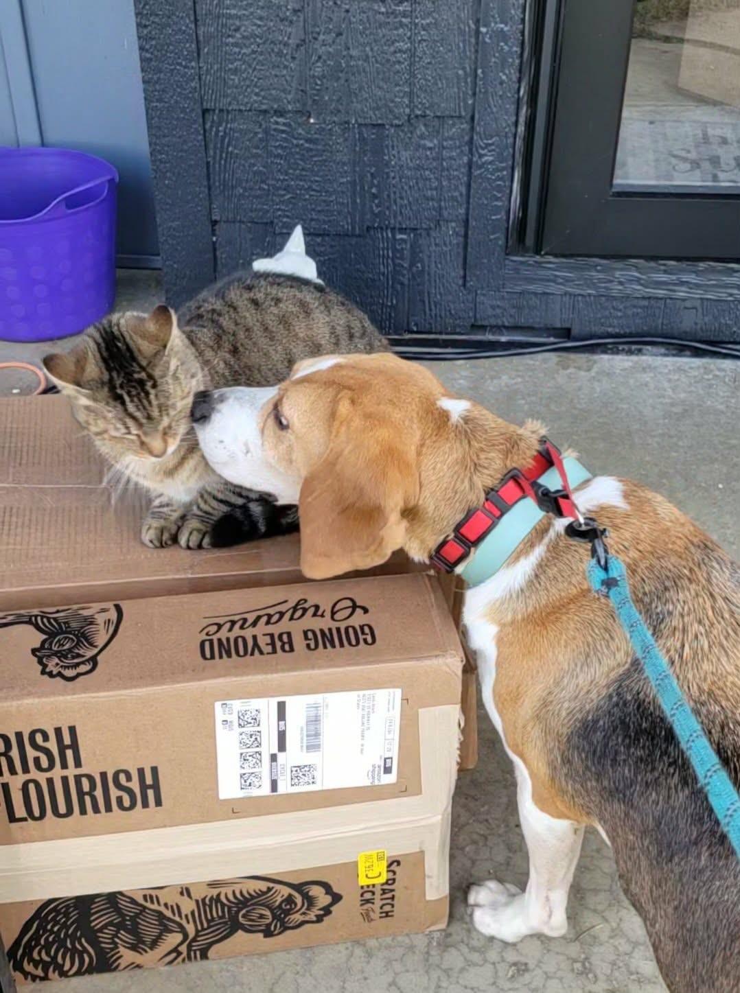 Benny, an adopted mixed breed in Michigan City, IN image 2/6