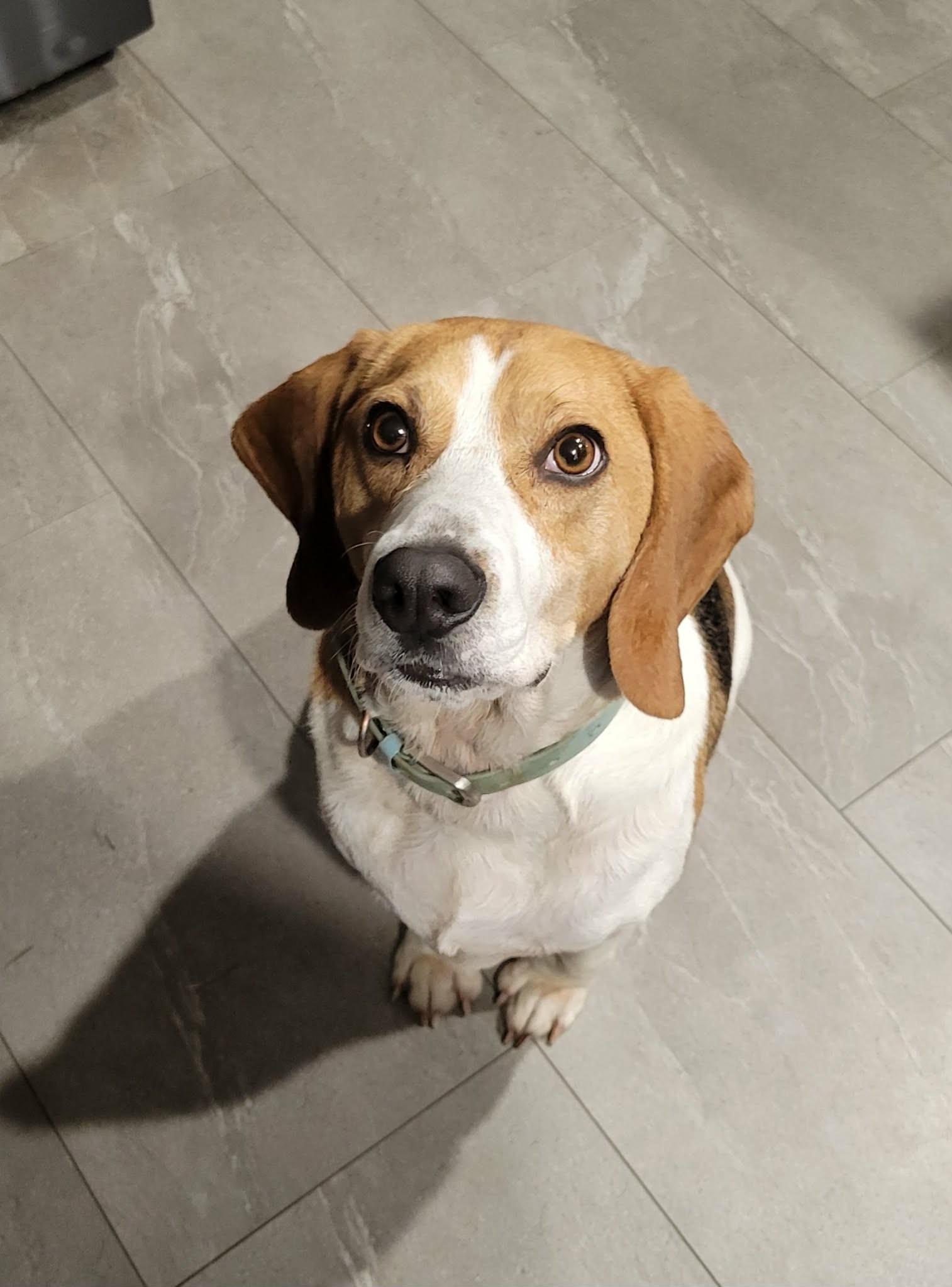 Benny, adopted, Young Male Beagle & Hound.