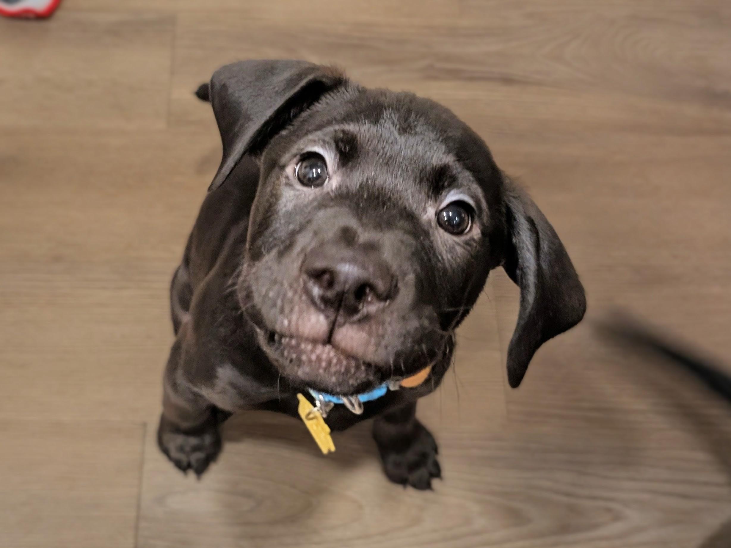 Ursi, an adopted mixed breed in Staten Island, NY image 3/3