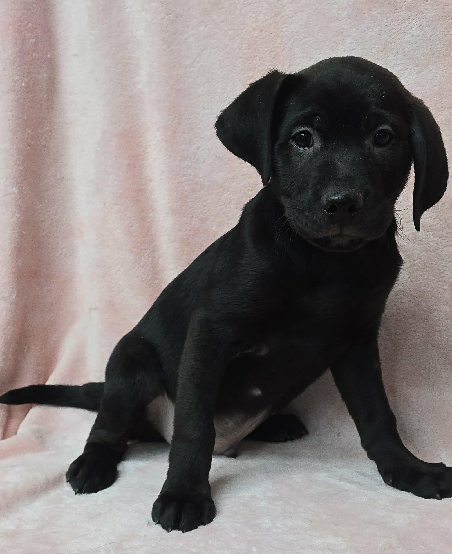 Ursi, an adopted mixed breed in Staten Island, NY image 2/3