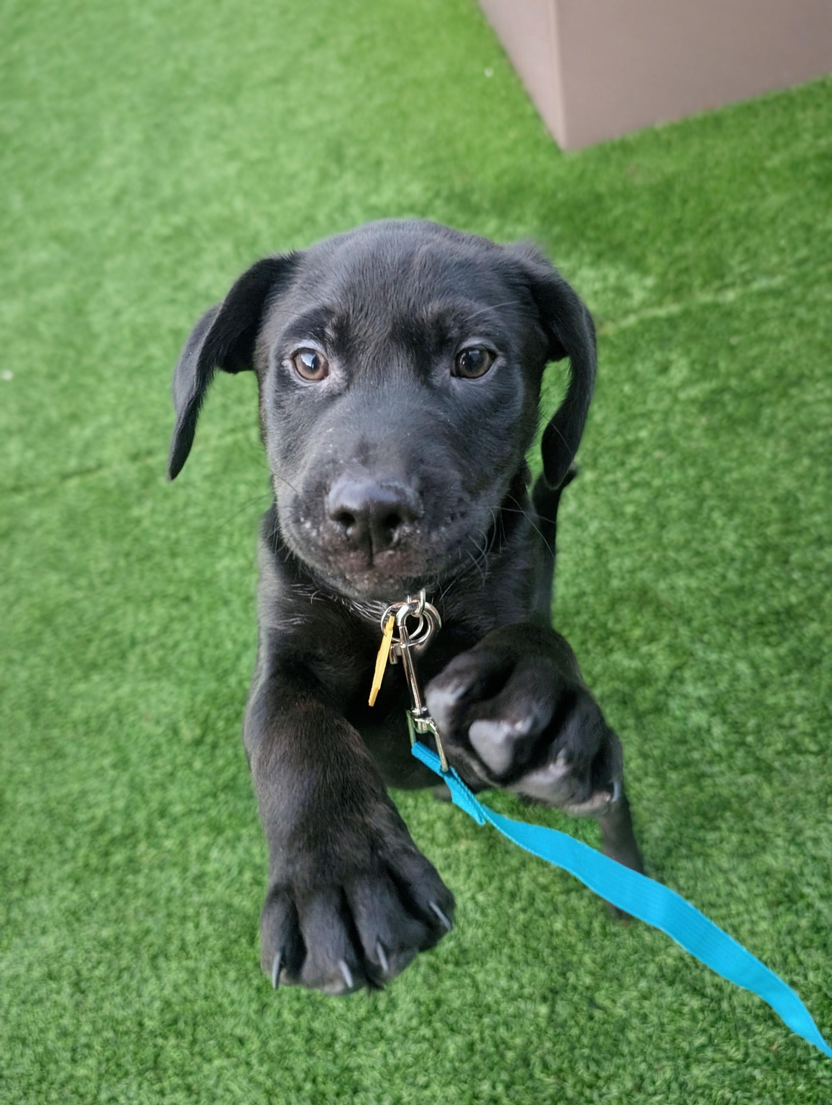 Ursi, an adopted mixed breed in Staten Island, NY image 1/3