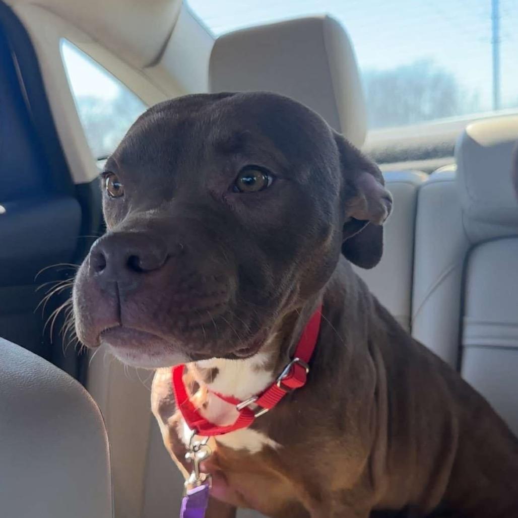 Enlarge Fudge, a Adoptable Mixed Breed in Pittsburg, KS image 1/6