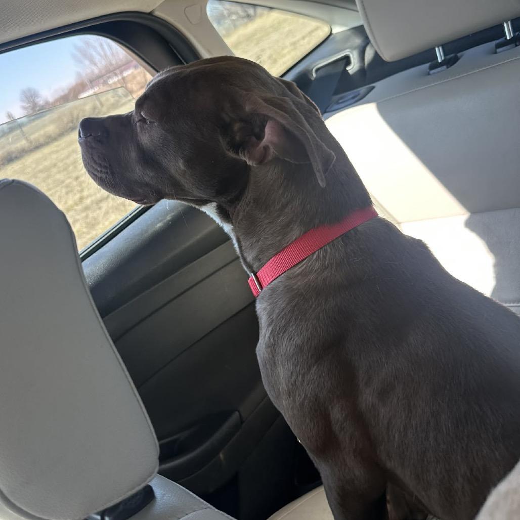 Enlarge Fudge, a Adoptable Mixed Breed in Pittsburg, KS image 2/6