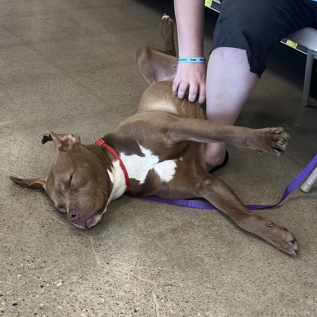 Enlarge Fudge, a Adoptable Mixed Breed in Pittsburg, KS image 3/6