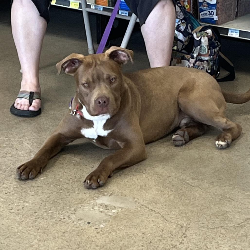 Enlarge Fudge, a Adoptable Mixed Breed in Pittsburg, KS image 4/6