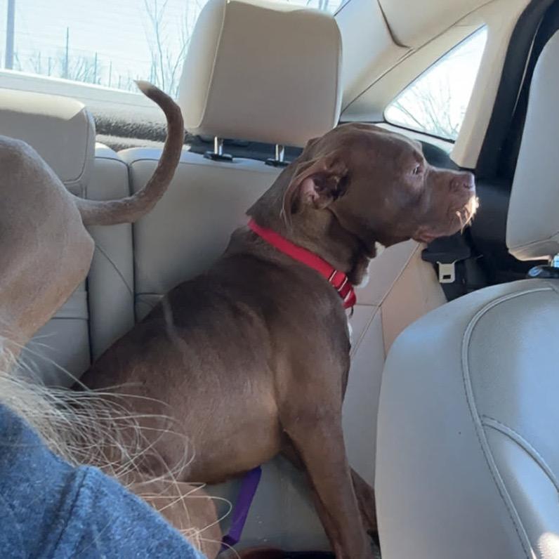 Enlarge Fudge, a Adoptable Mixed Breed in Pittsburg, KS image 5/6