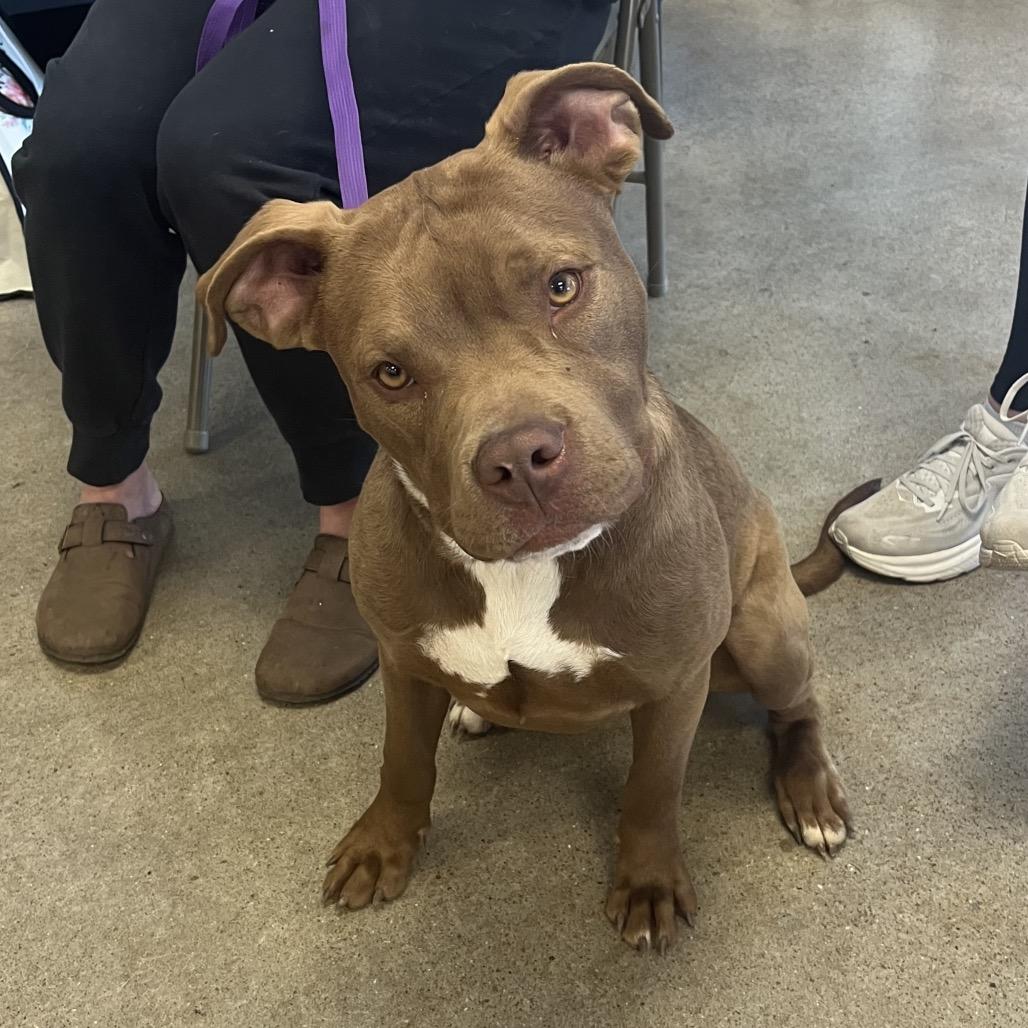 Enlarge Fudge, a Adoptable Mixed Breed in Pittsburg, KS image 6/6