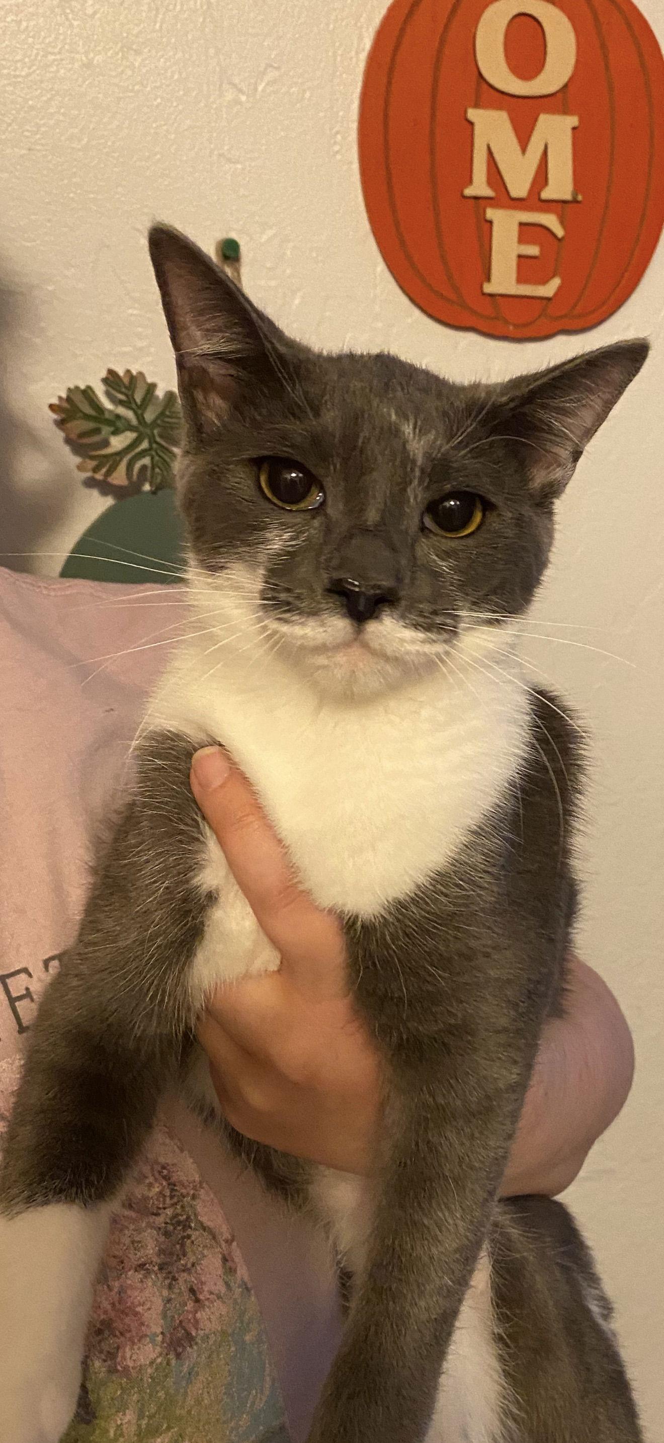 Gracie, Adoptable, Young Female Domestic Short Hair.