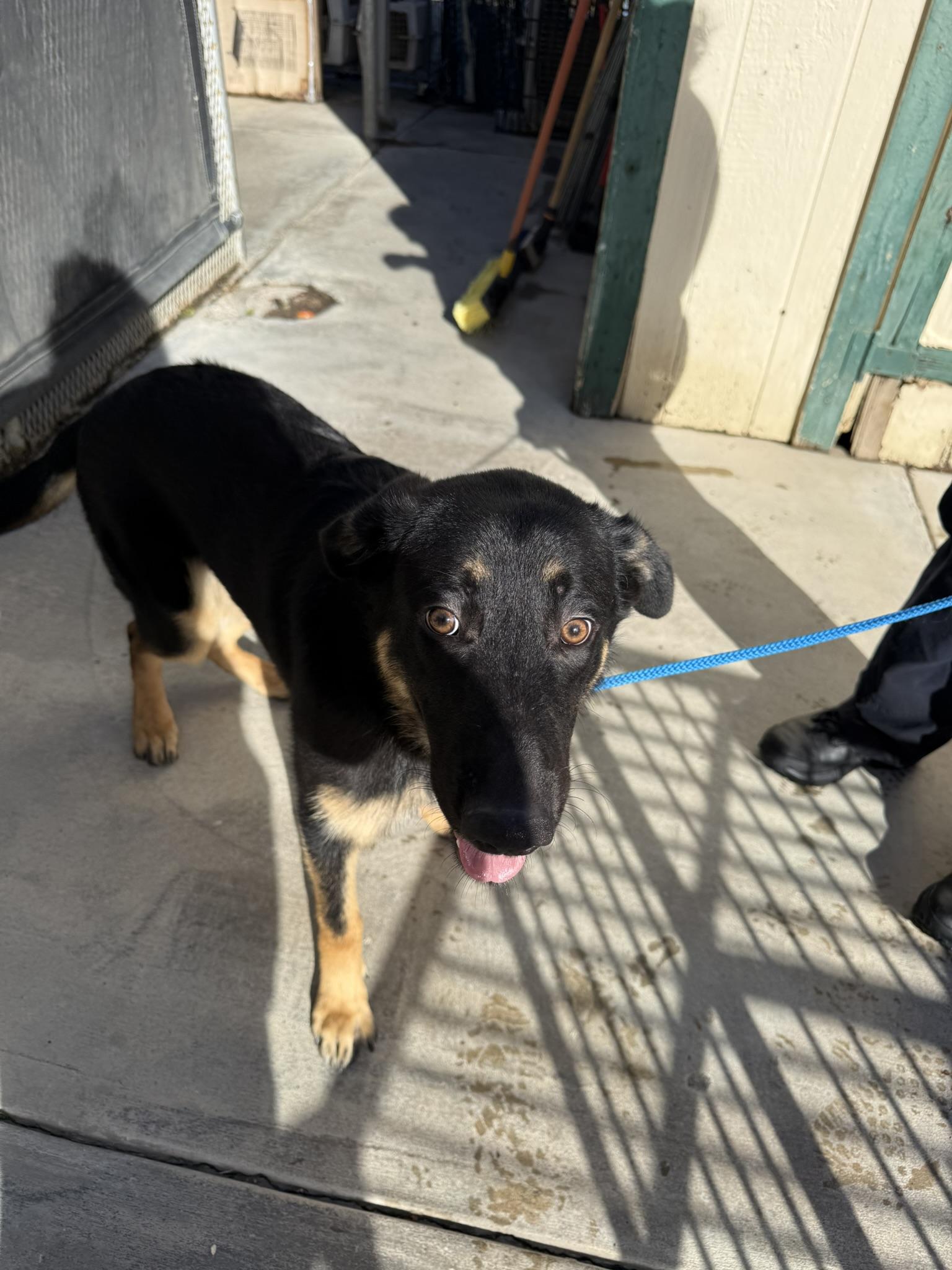 Enlarge Austin, a Adoptable mixed breed in Oakdale, CA image 1/1