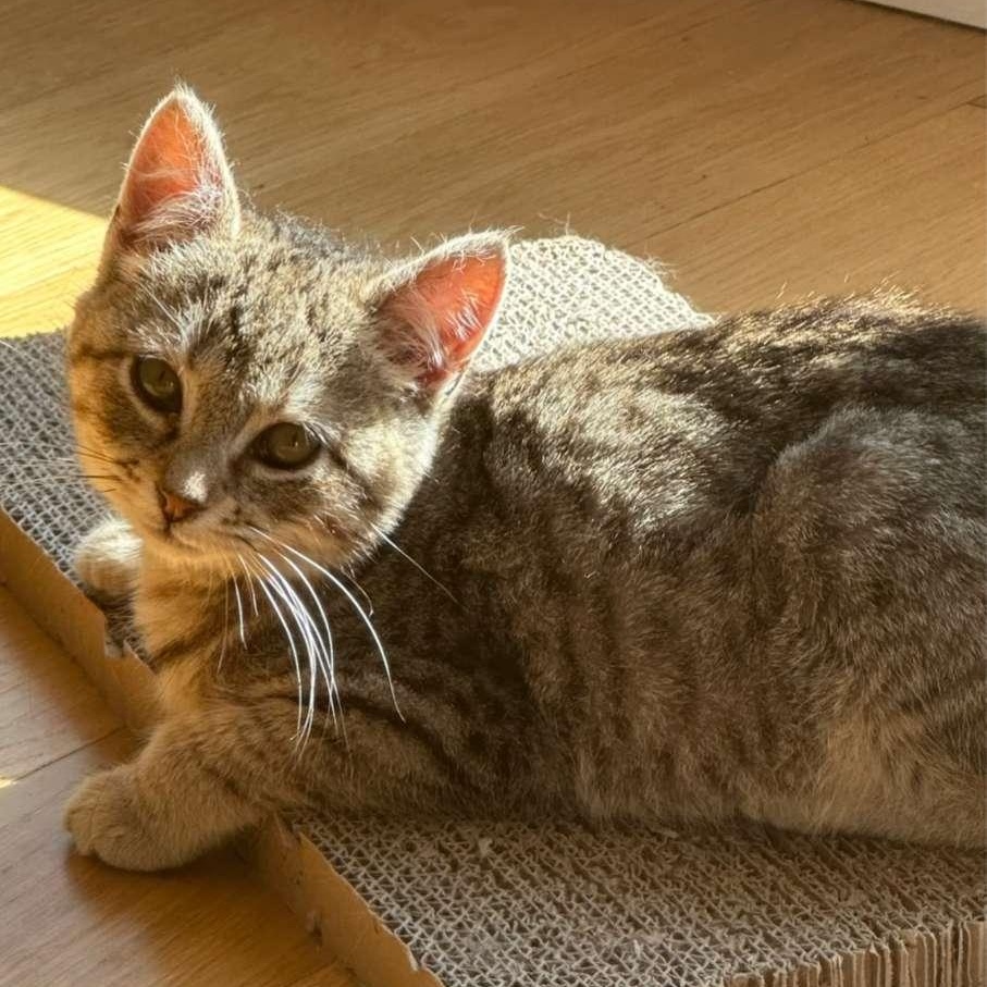 Sweet Pea — thumbnail 2