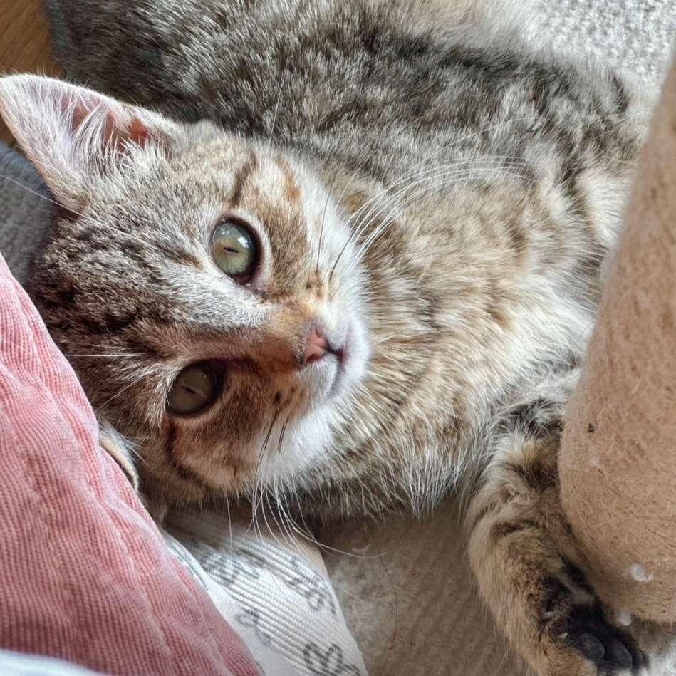 Sweet Pea, ADOPTABLE, Kitten Female Domestic Short Hair.