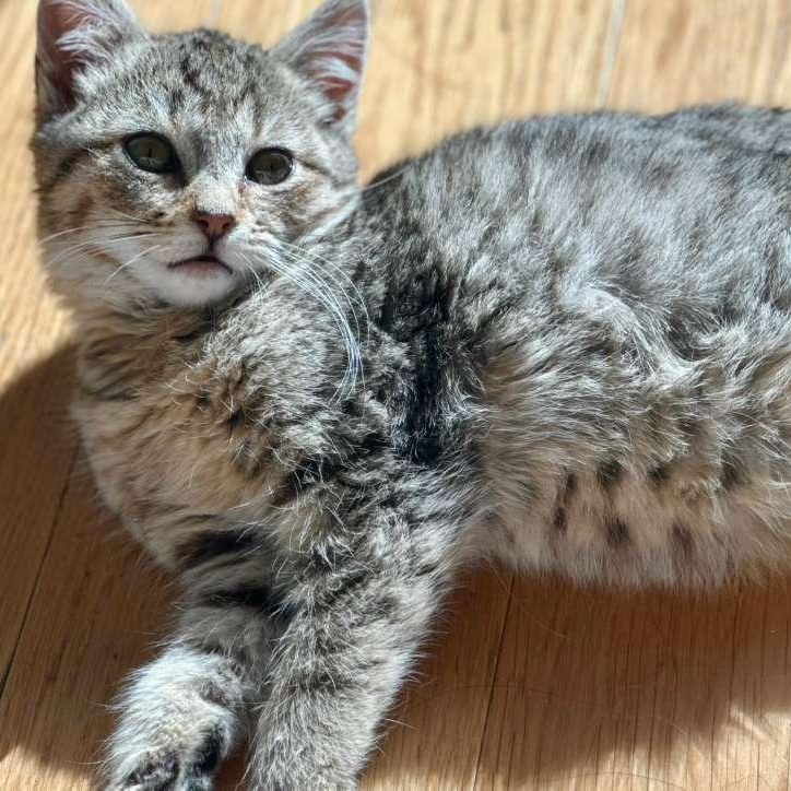 Sweet Pea — thumbnail 4