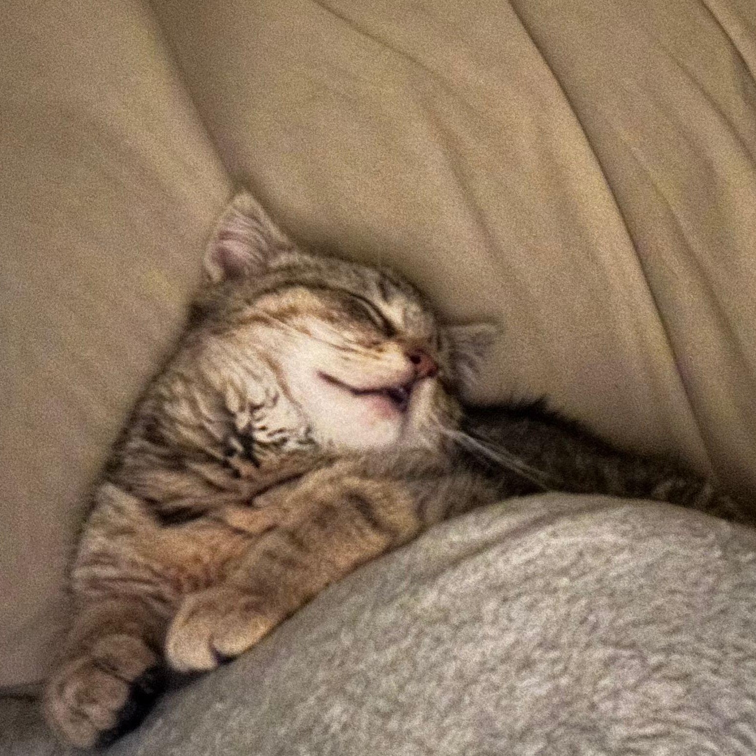 Sweet Pea — thumbnail 5