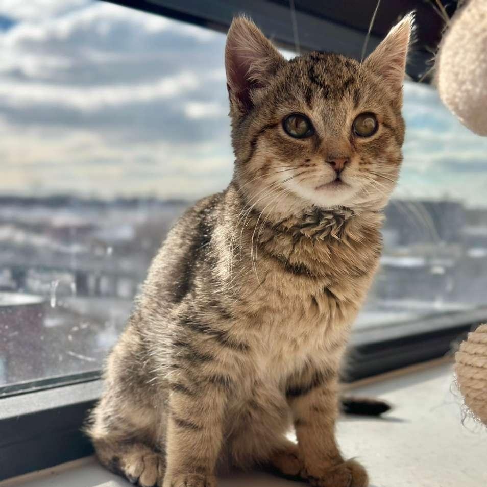 Sweet Pea — thumbnail 6