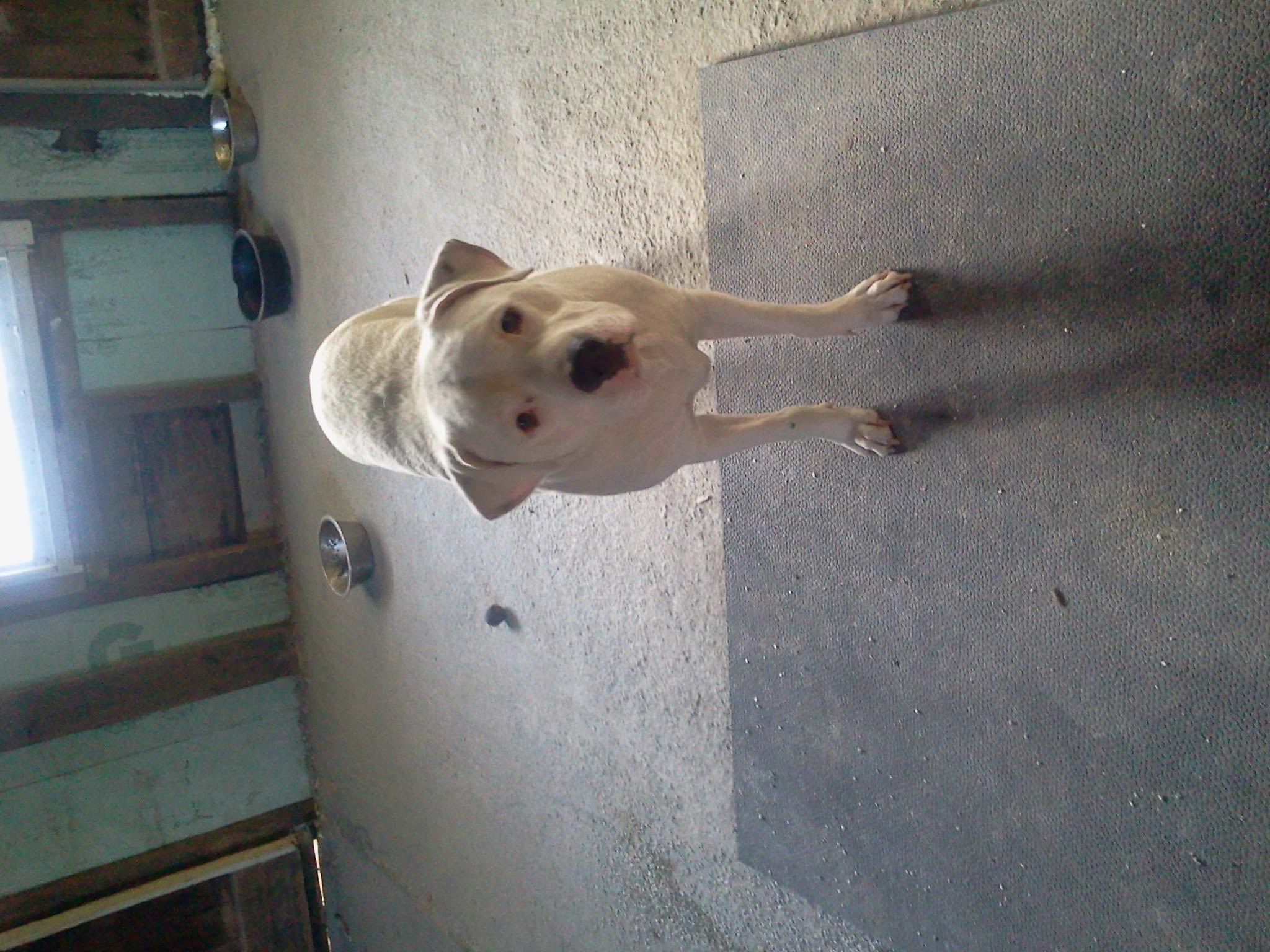 Dog for adoption - -Gunny in Maine & Greta, a Dalmatian & Pit Bull