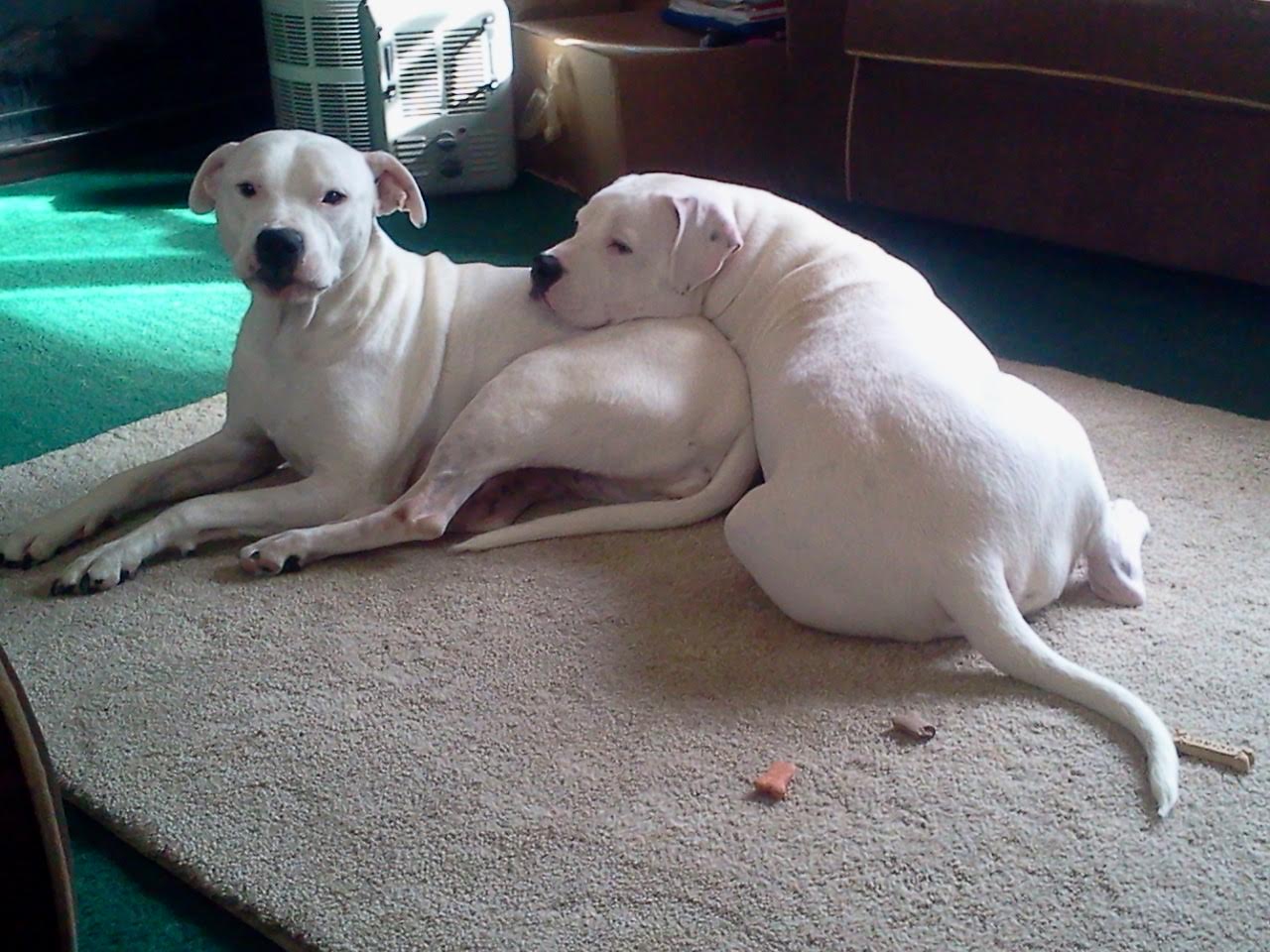 Dog for adoption Gunny in Maine & Greta, a Dalmatian & Pit Bull