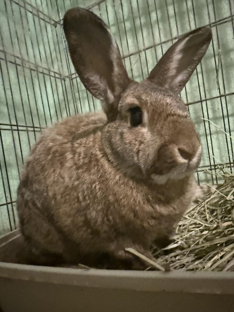 Enlarge Peanut and Sparkle, a Adoptable mixed breed in Melbourne, FL image 1/5