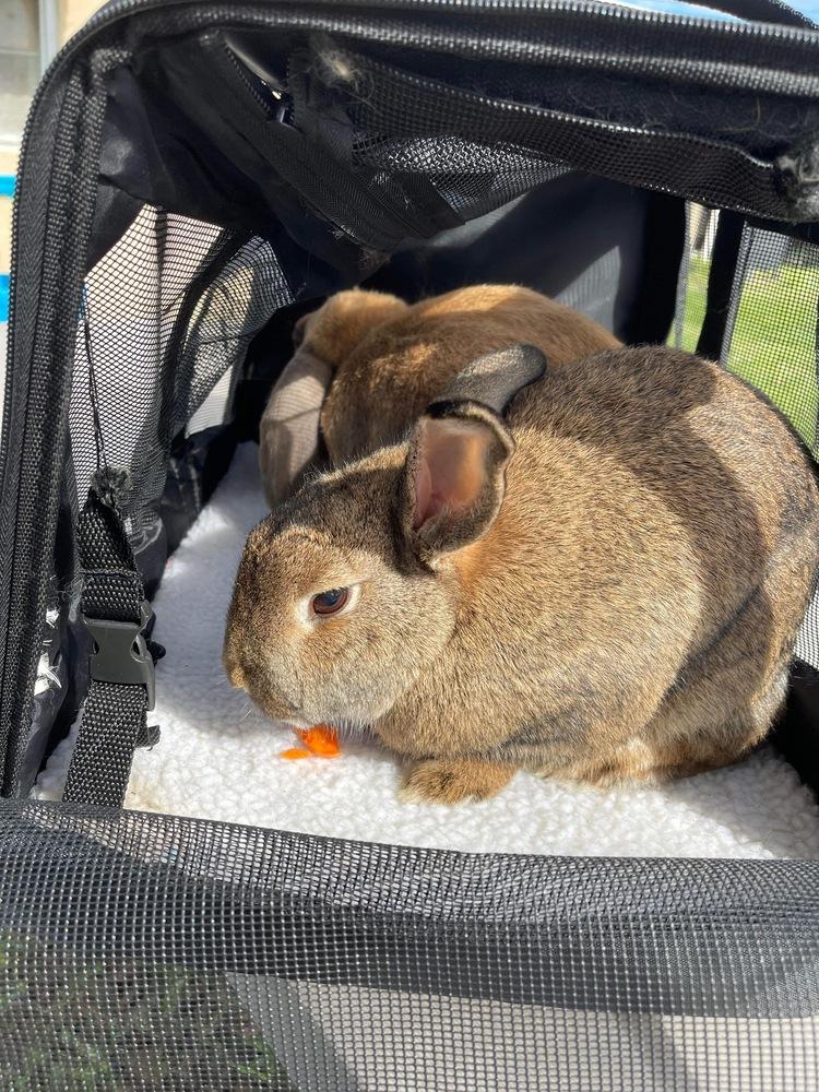 Peanut and Sparkle, Adoptable, Senior Female Lop Eared & American.