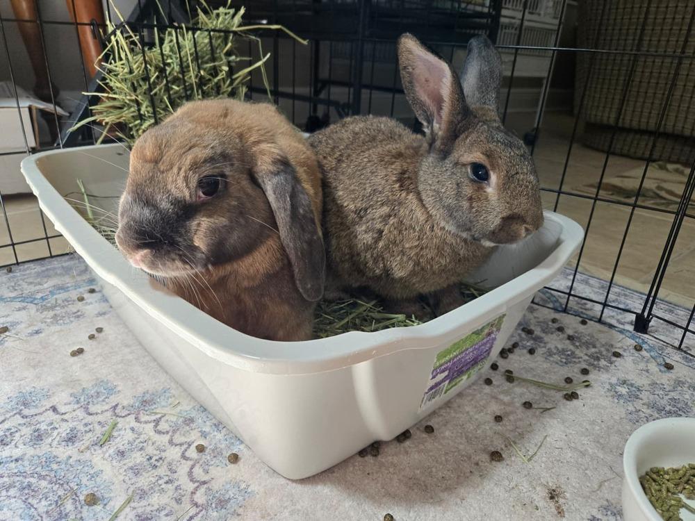 Peanut and Sparkle, a Adoptable mixed breed in Melbourne, FL image 2/6
