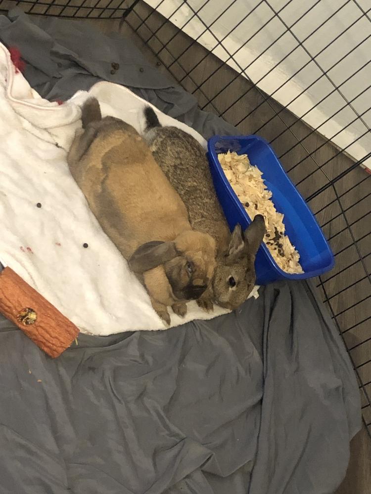 Enlarge Peanut and Sparkle, a Adoptable mixed breed in Melbourne, FL image 2/3