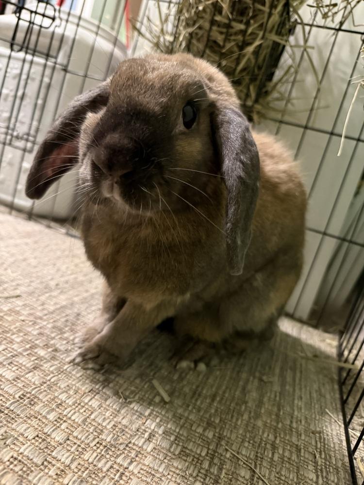 Enlarge Peanut and Sparkle, a Adoptable mixed breed in Melbourne, FL image 4/5