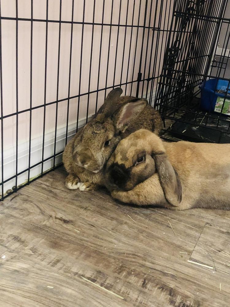 Enlarge Peanut and Sparkle, a Adoptable mixed breed in Melbourne, FL image 3/3