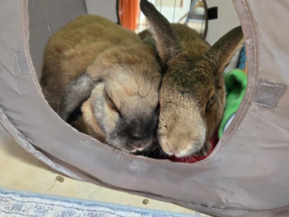 Peanut and Sparkle, Adoptable, Senior Female Lop Eared & American.