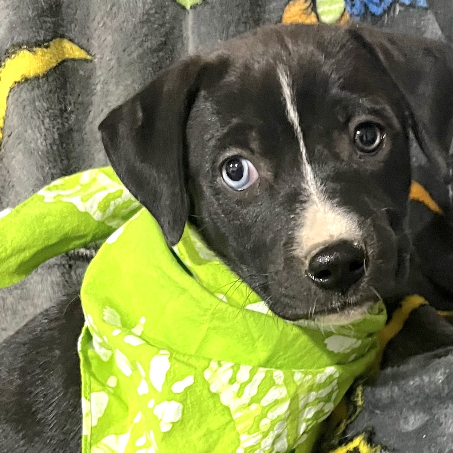 Dog for adoption Kraft, a Terrier Mix in Nantucket, MA Petfinder