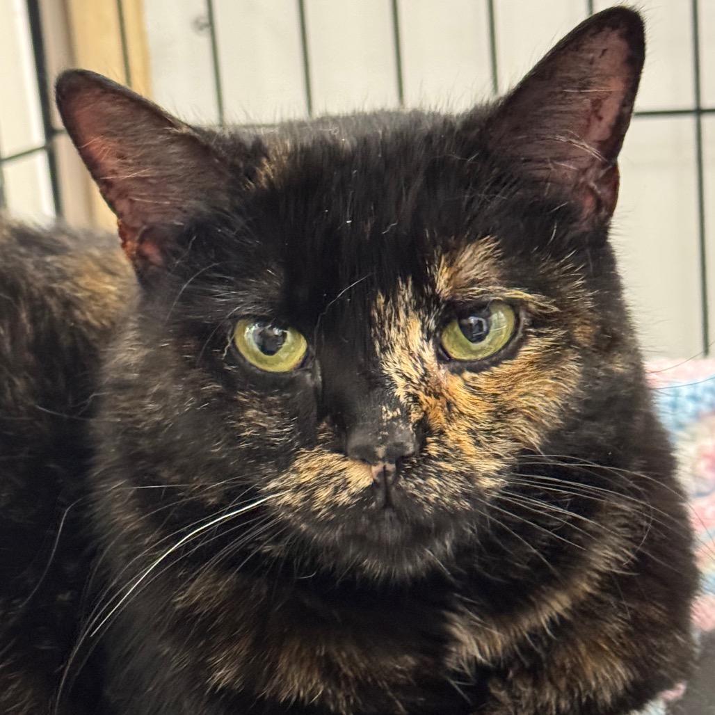Enlarge Shadow ARC2026-036, a Adoptable Domestic Short Hair in Akron, NY image 1/3