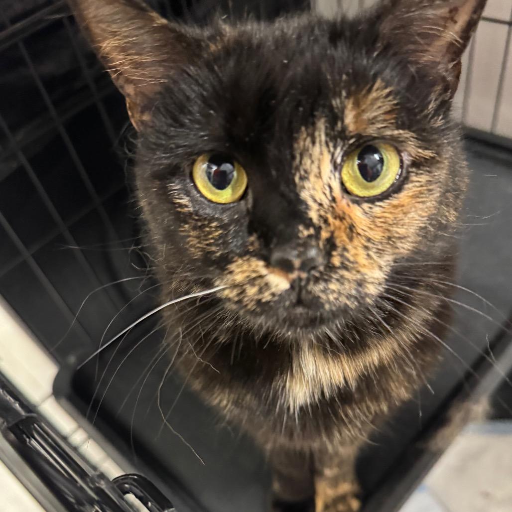 Enlarge Shadow ARC2026-036, a Adoptable Domestic Short Hair in Akron, NY image 2/3