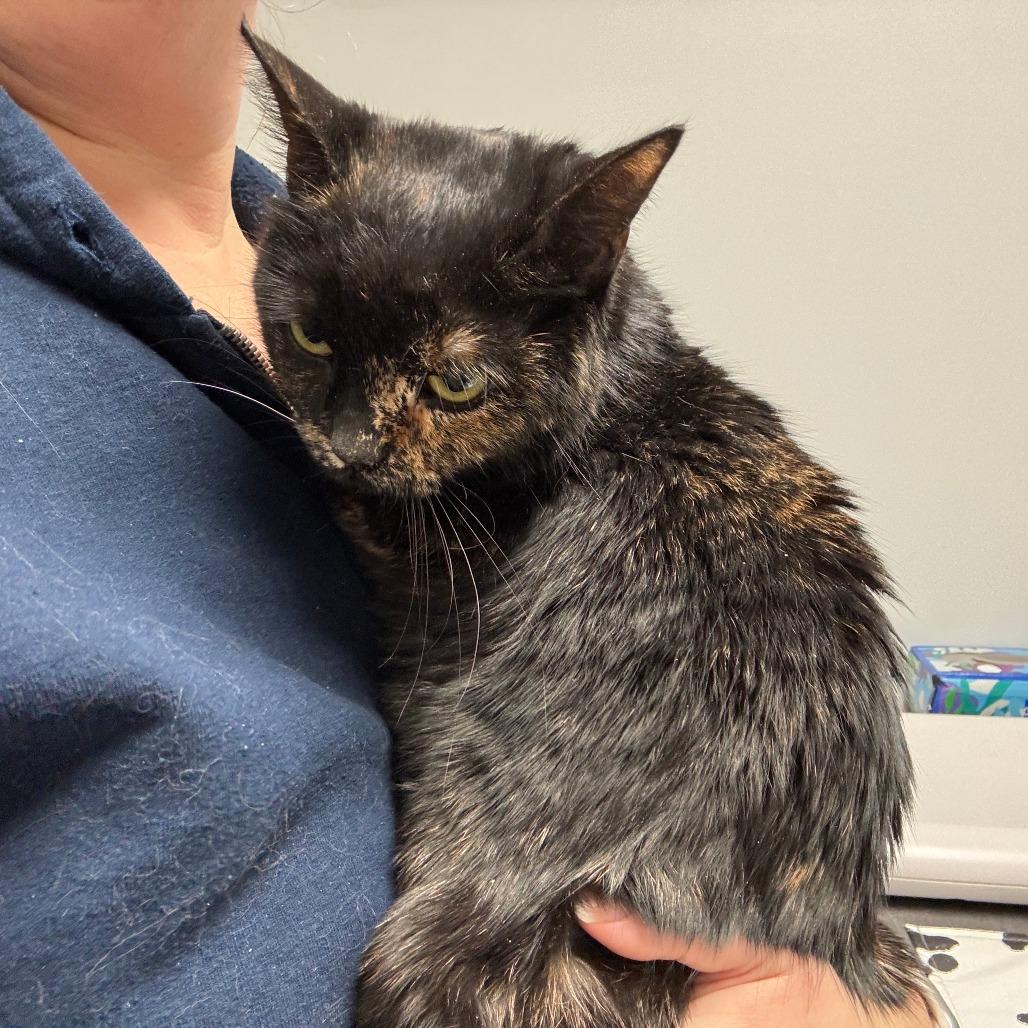 Enlarge Shadow ARC2026-036, a Adoptable Domestic Short Hair in Akron, NY image 3/3