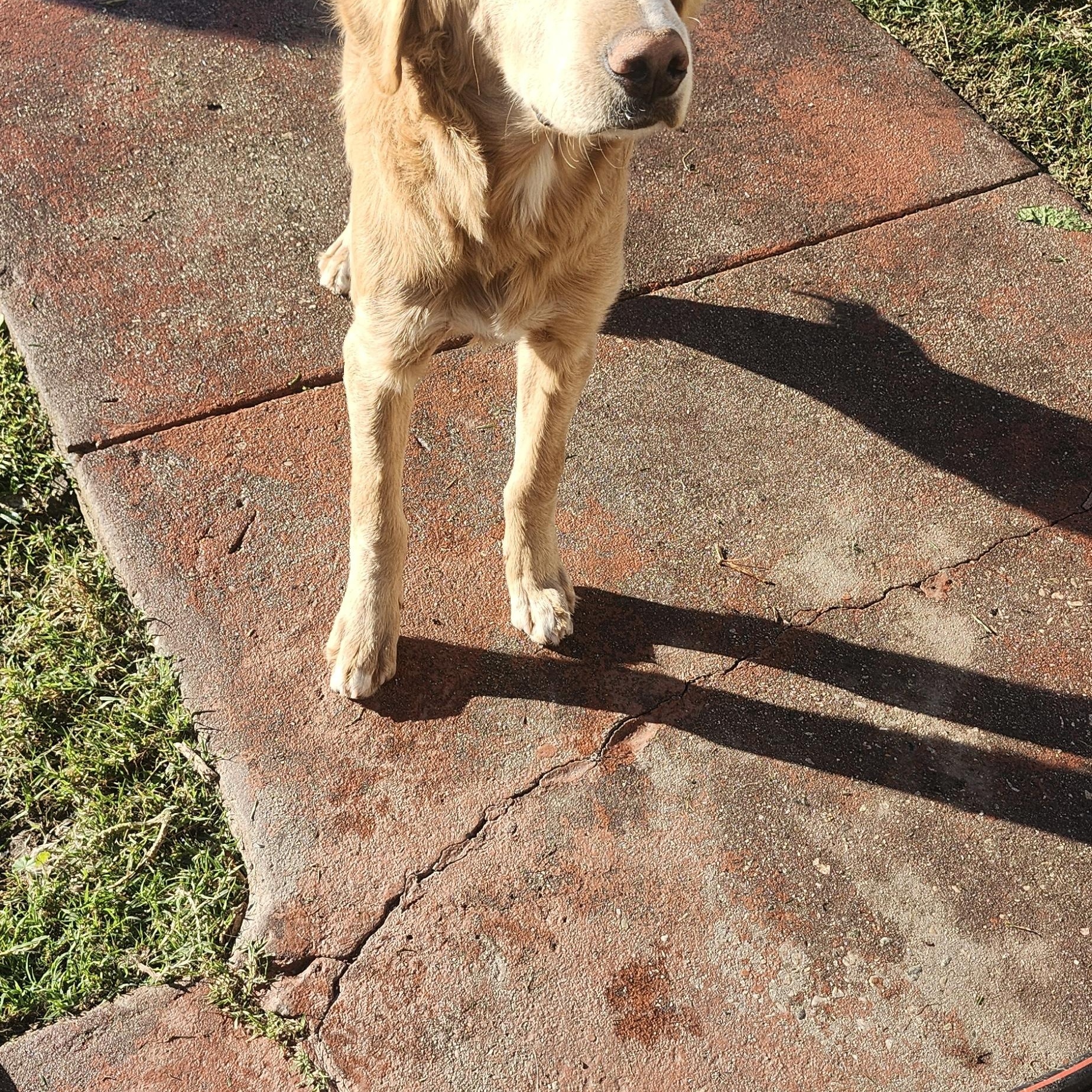 Bruce, ADOPTABLE, Puppy Male Golden Retriever.
