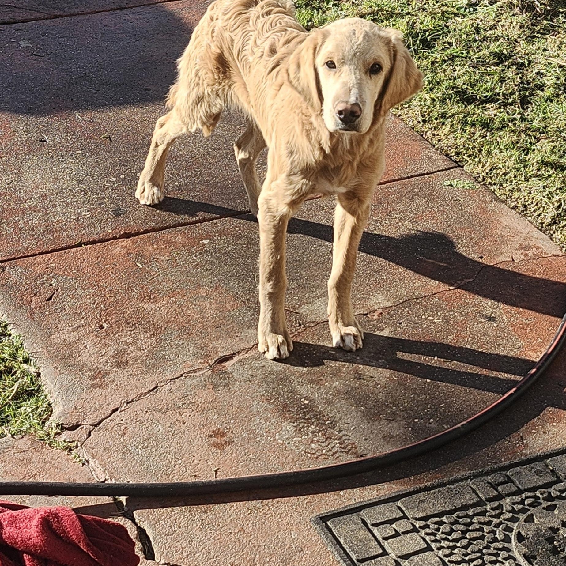 Bruce, a ADOPTABLE Golden Retriever in Torrance, CA image 2/4