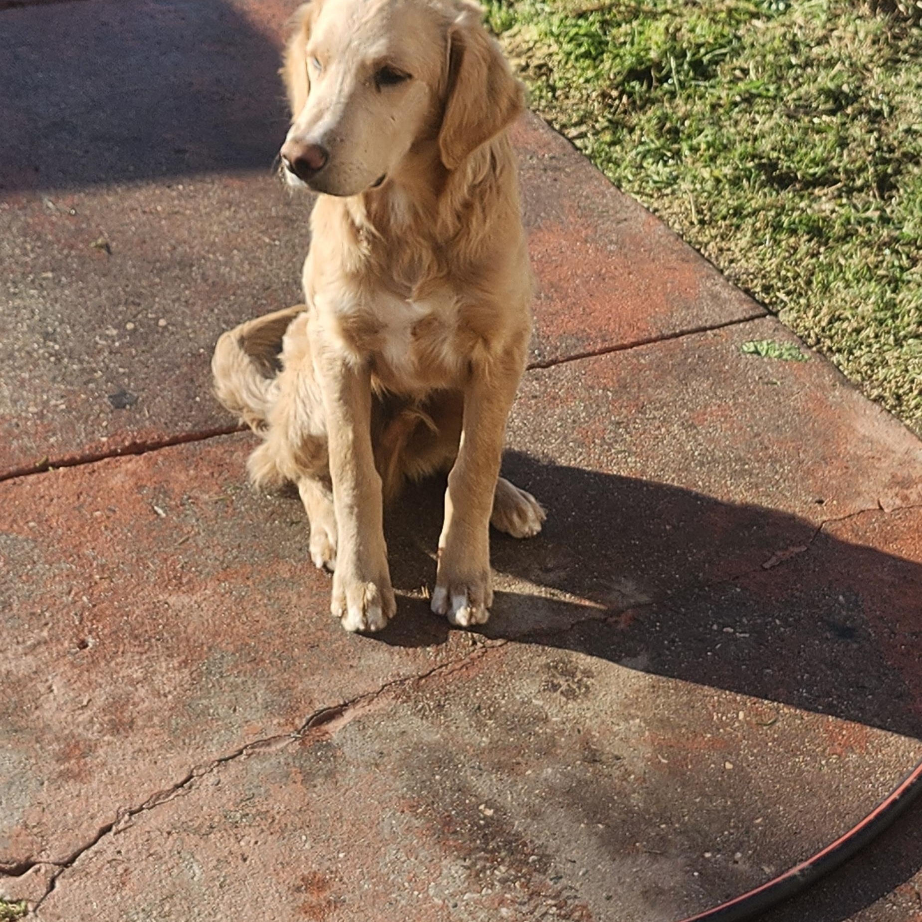 Bruce, a ADOPTABLE Golden Retriever in Torrance, CA image 3/4