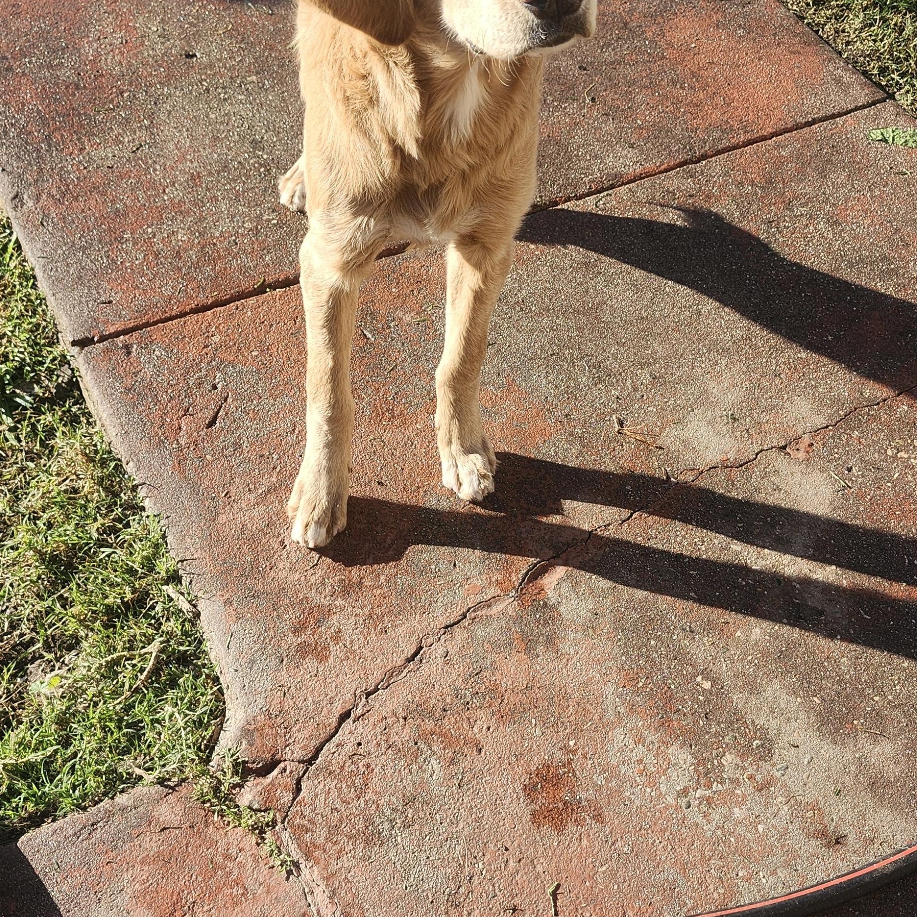 Bruce, a ADOPTABLE Golden Retriever in Torrance, CA image 4/4