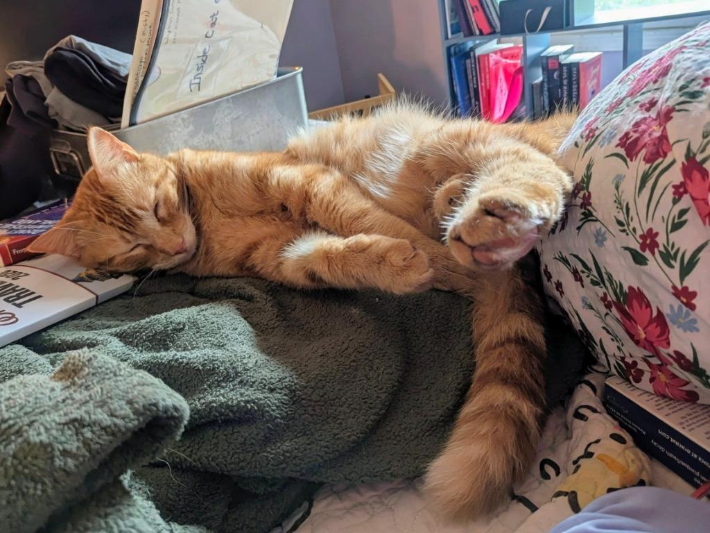 Tomias, Adoptable, Young Male Domestic Short Hair.