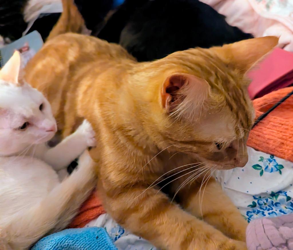 Tomias, Adoptable, Young Male Domestic Short Hair.