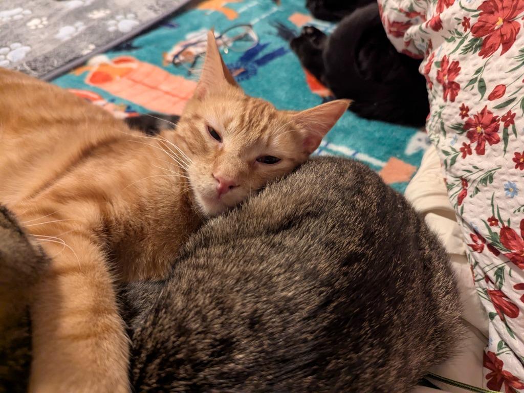 Enlarge Tomias, a Adoptable mixed breed in Olathe, KS image 2/3