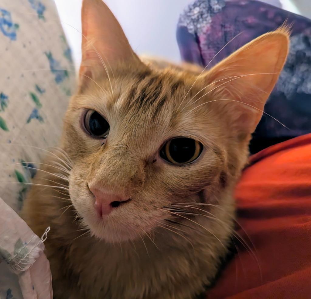 Enlarge Tomias, a Adoptable mixed breed in Olathe, KS image 3/3