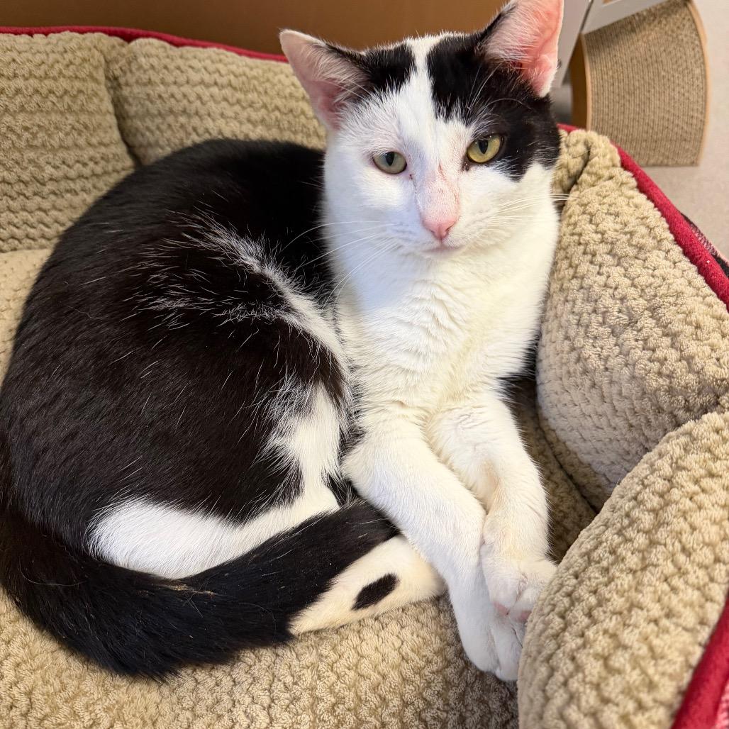 Enlarge Moo Moo, a Adoptable Domestic Short Hair in Middlebury, VT image 1/5