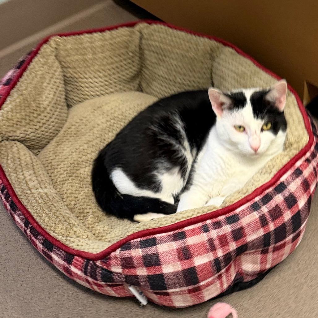 Enlarge Moo Moo, a Adoptable Domestic Short Hair in Middlebury, VT image 2/5