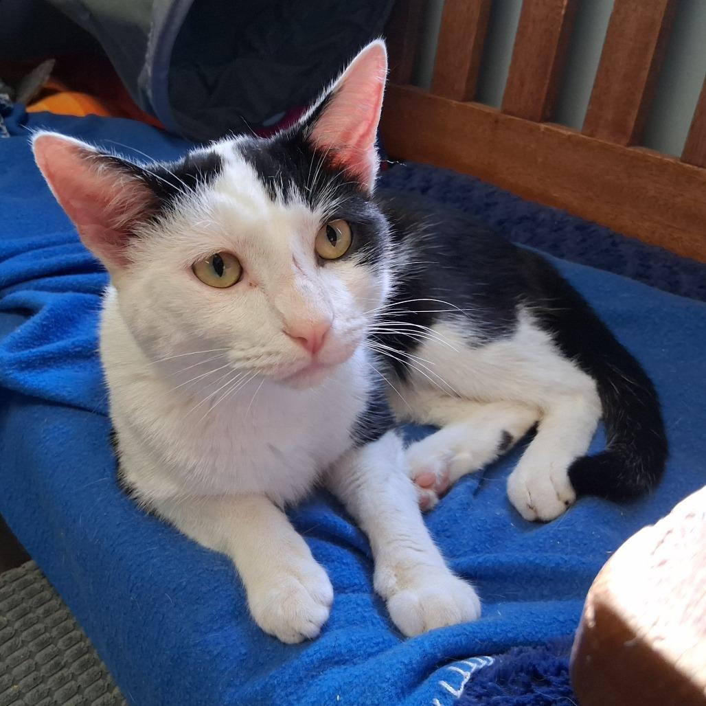 Enlarge Moo Moo, a Adoptable Domestic Short Hair in Middlebury, VT image 3/5